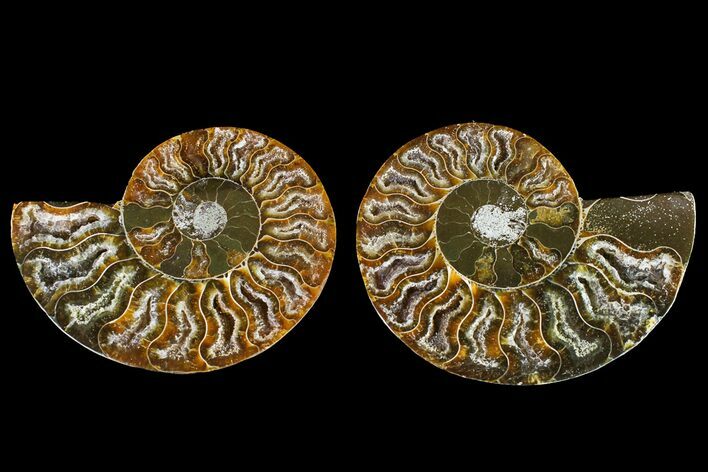 Agatized Ammonite Fossil - Madagascar #145986